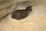 leipzig zoo-01_07_2011_zoo_allgemein_374